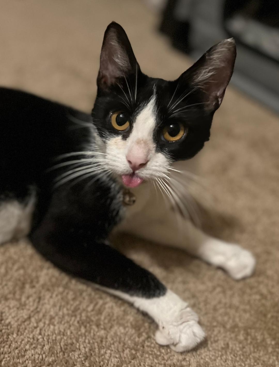 Enlarge Luna, a Adoptable Domestic Short Hair in Oceanside, CA image 4/6