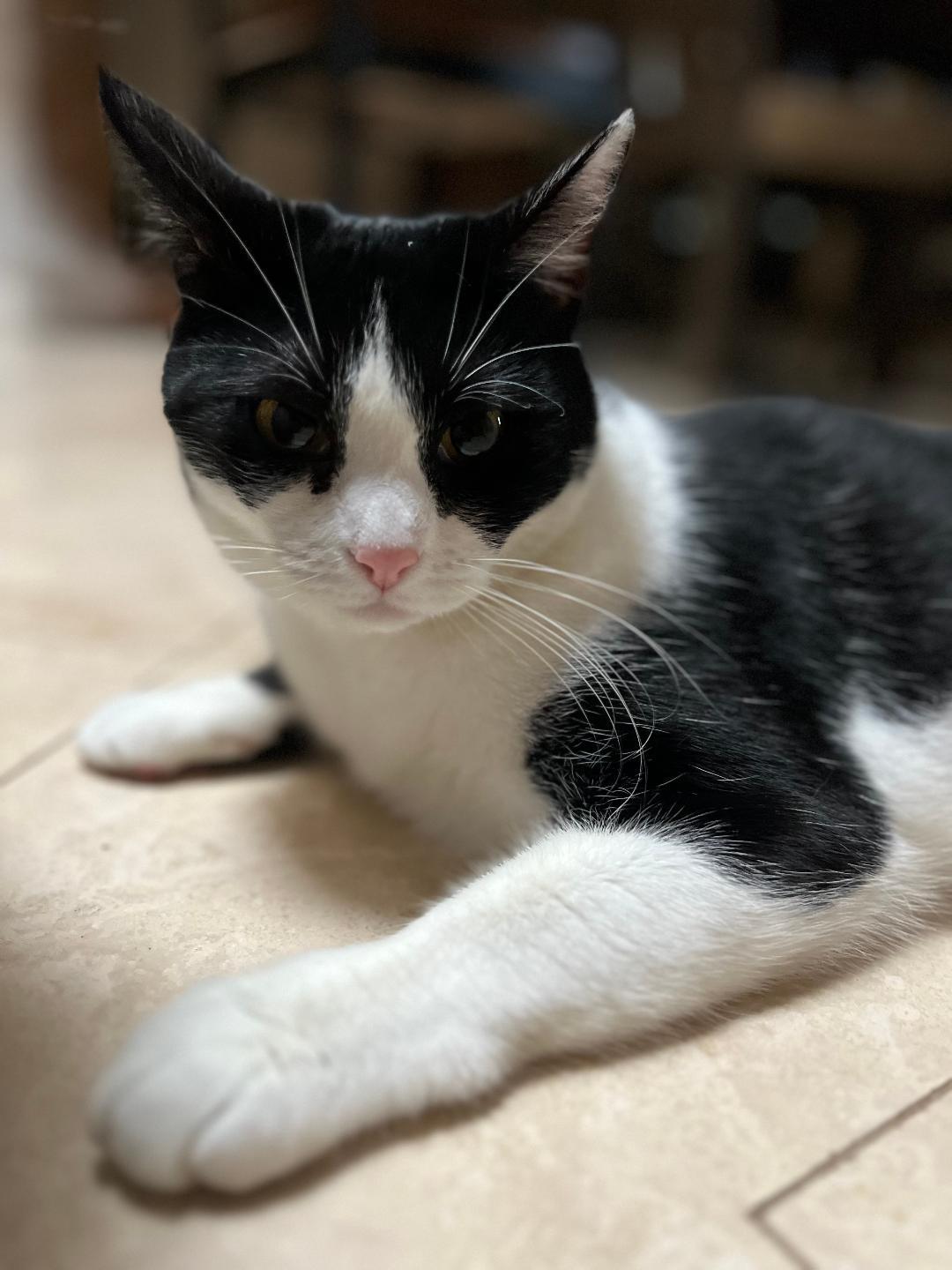 Enlarge Luna, a Adoptable Domestic Short Hair in Oceanside, CA image 2/6