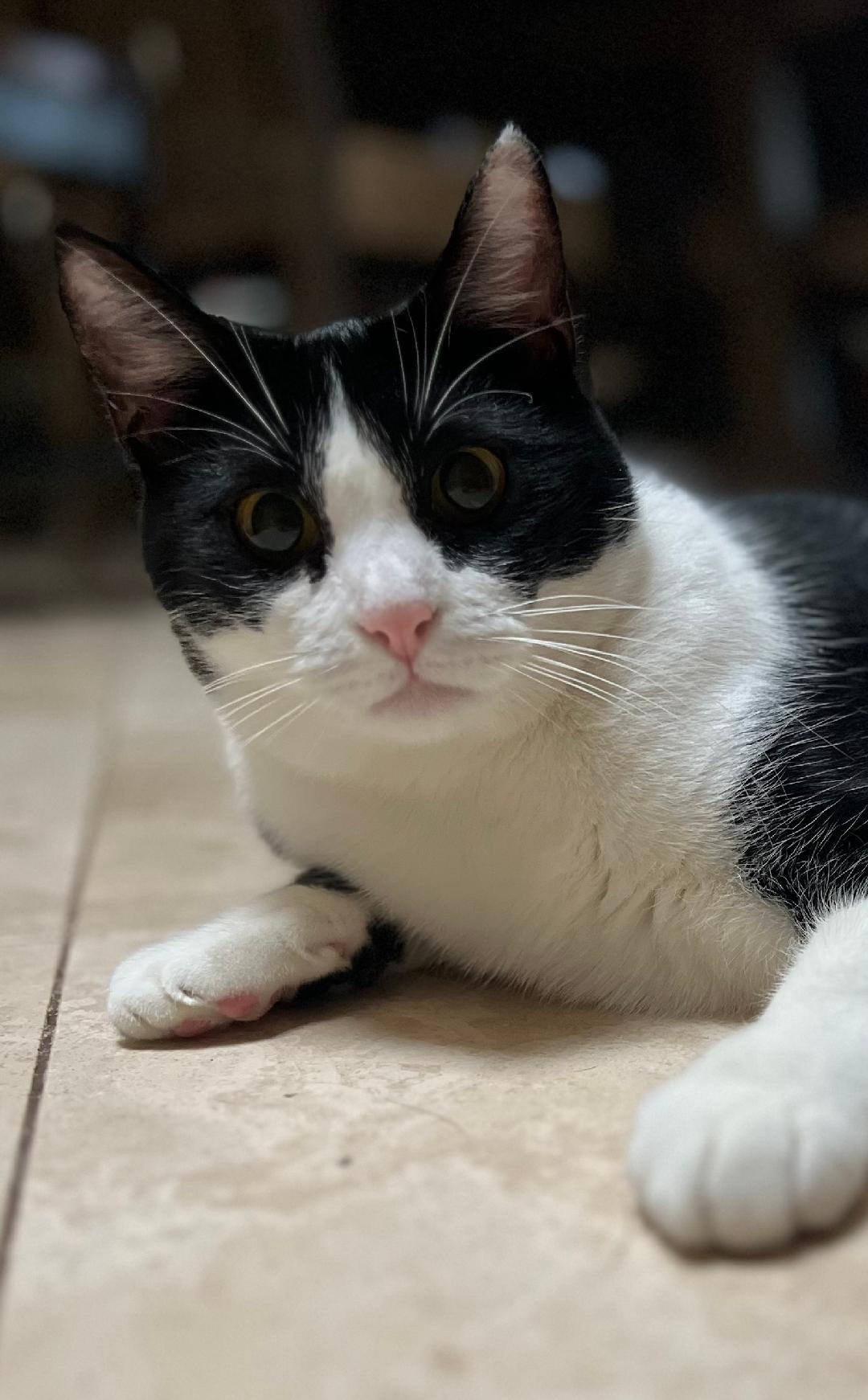 Enlarge Luna, a Adoptable Domestic Short Hair in Oceanside, CA image 3/6