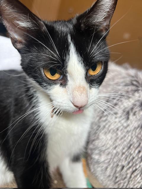 Enlarge Luna, a Adoptable Domestic Short Hair in Oceanside, CA image 6/6