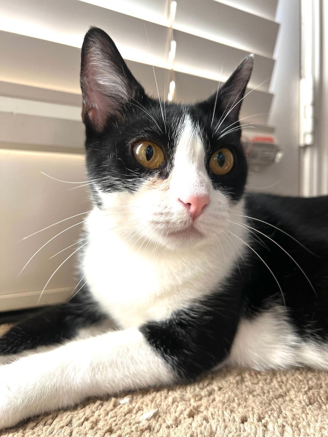 Enlarge Luna, a Adoptable Domestic Short Hair in Oceanside, CA image 1/6