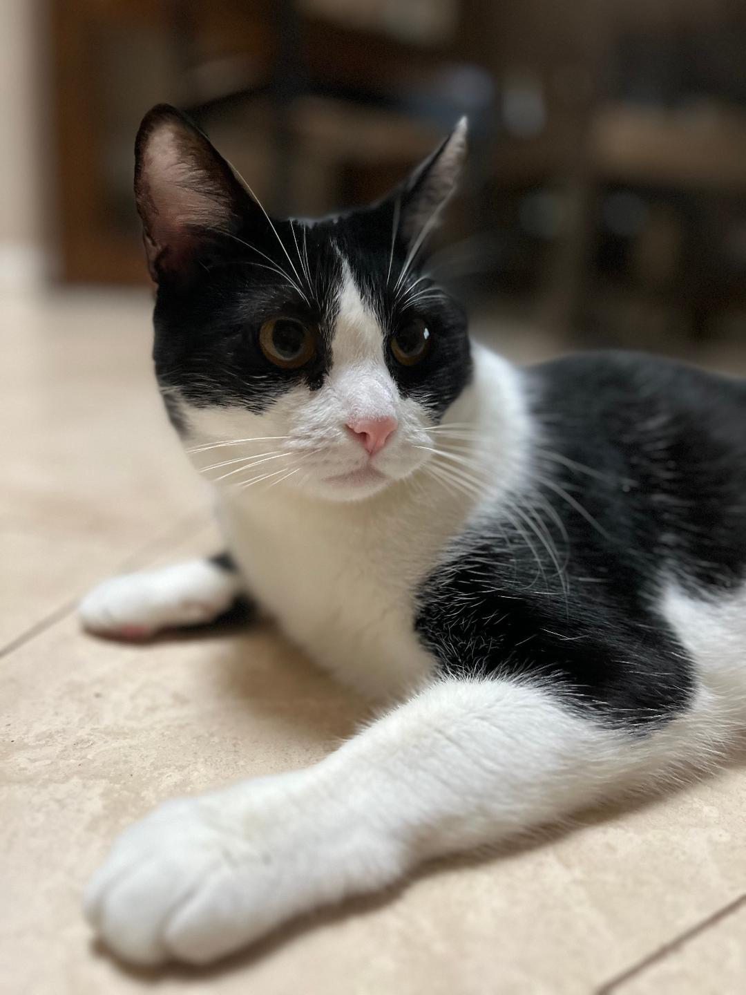 Enlarge Luna, a Adoptable Domestic Short Hair in Oceanside, CA image 1/6