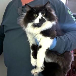 Fluffy  Cuddly Jada! thumbnail 2