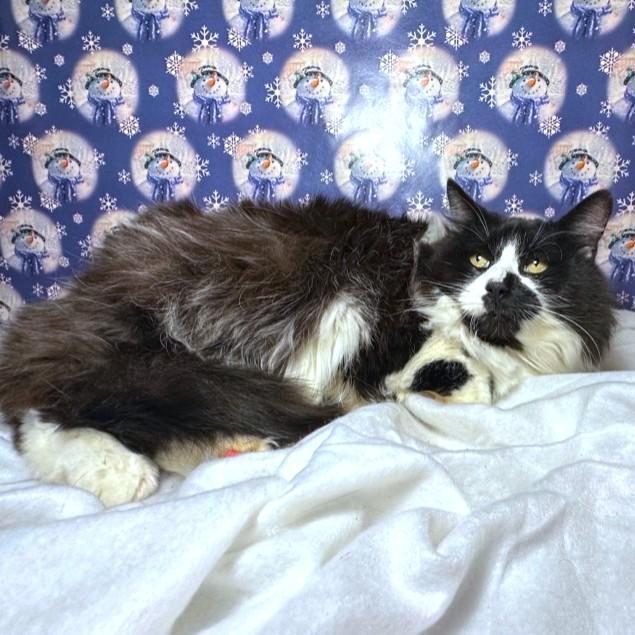 Fluffy  Cuddly Jada! thumbnail 3