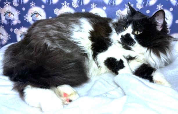 Fluffy  Cuddly Jada! thumbnail 5