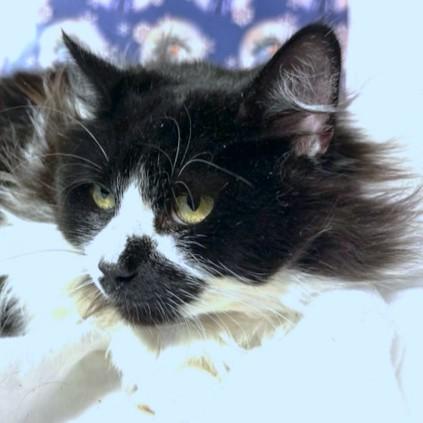 Fluffy  Cuddly Jada! thumbnail 6