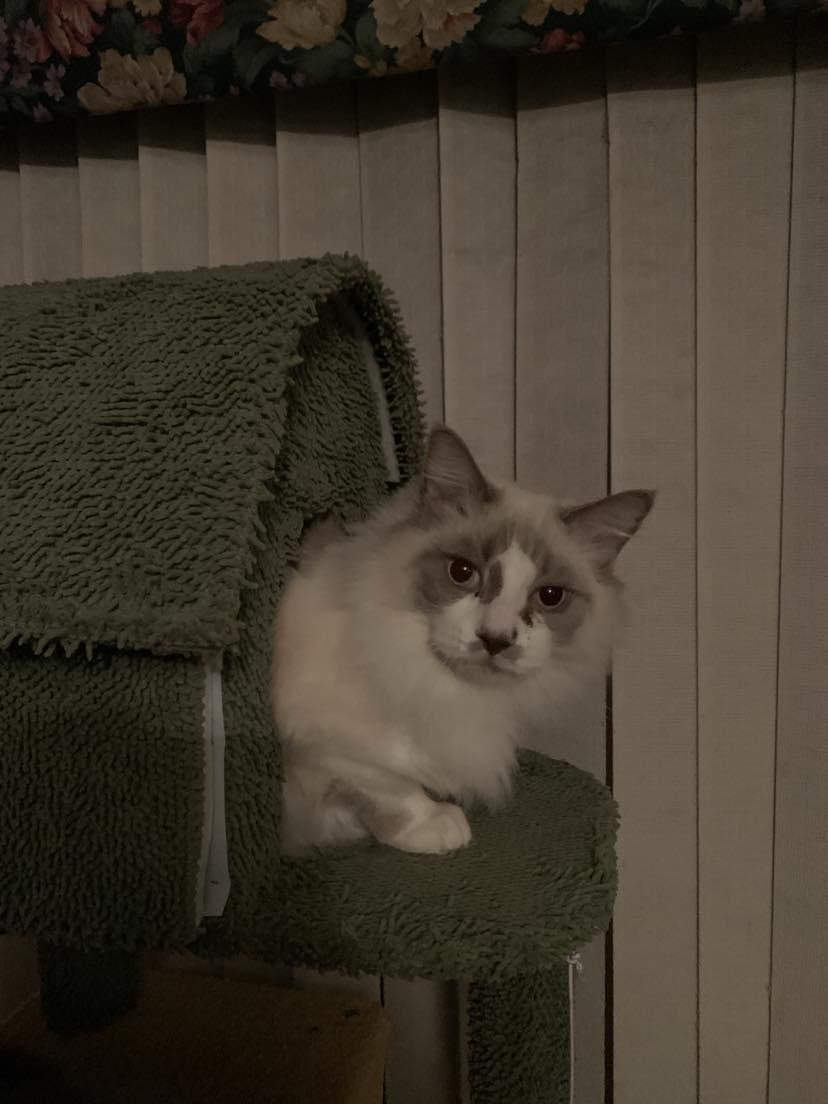 Bunny, an adoptable Siamese in Medford, OR, 97501 | Photo Image 3