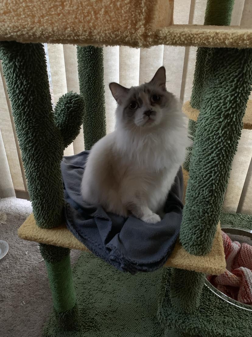 Bunny, an adoptable Siamese in Medford, OR, 97501 | Photo Image 4
