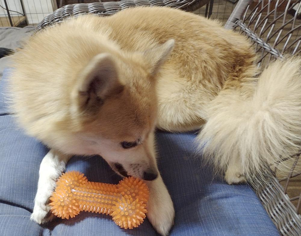 Enlarge Yoshi, a Adopted Shiba Inu in Camden, SC image 4/6