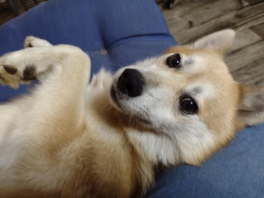 Enlarge Yoshi, a Adopted Shiba Inu in Camden, SC image 5/6
