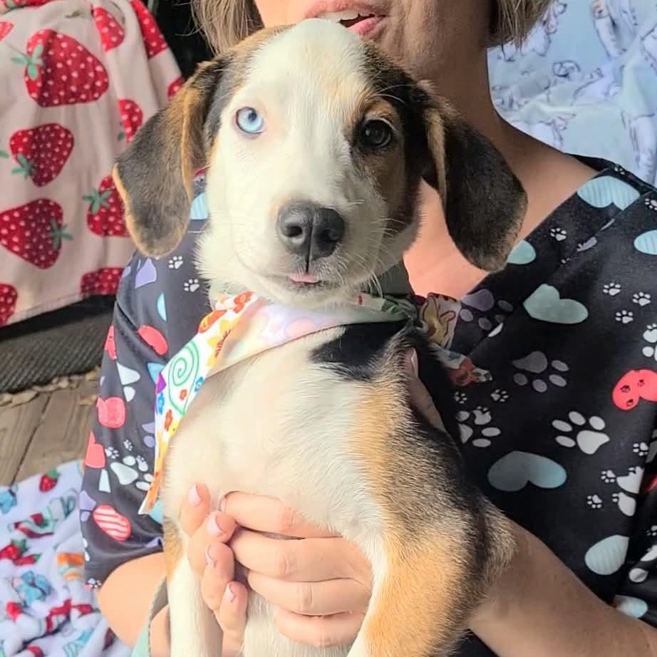Rose, a ADOPTABLE Mixed Breed in Woolwich, ME image 6/6