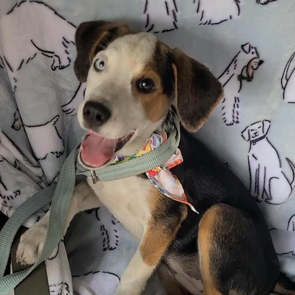 Rose, a ADOPTABLE Mixed Breed in Woolwich, ME image 1/6