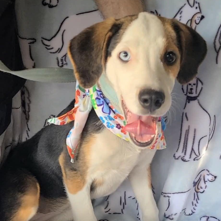 Rose, a ADOPTABLE Mixed Breed in Woolwich, ME image 3/6