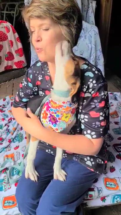 Enlarge Rose, a ADOPTABLE Mixed Breed in Woolwich, ME video 5/6