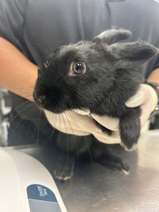 Dopper, Adoptable, Young Female Bunny Rabbit & Bunny Rabbit.