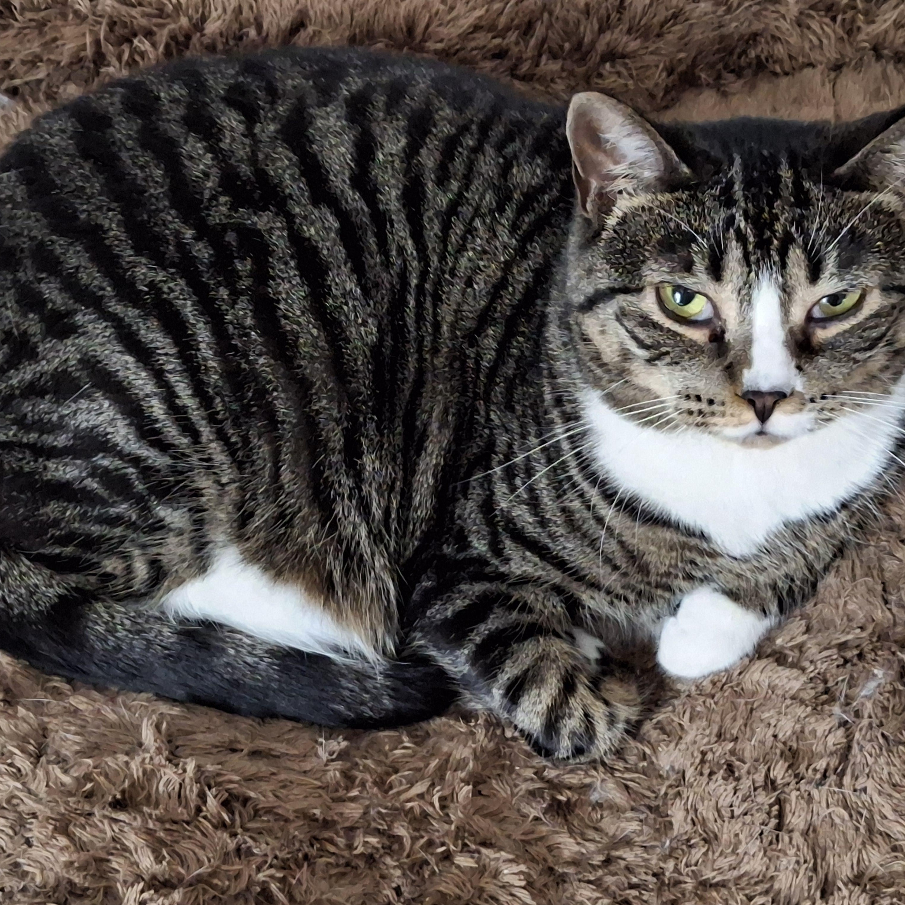 Shiitake, Adoptable, Adult Female Domestic Short Hair.