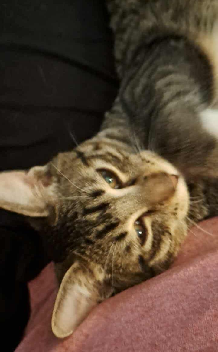 Enlarge Robin, a Adoptable Domestic Short Hair in Valley City, ND image 2/5