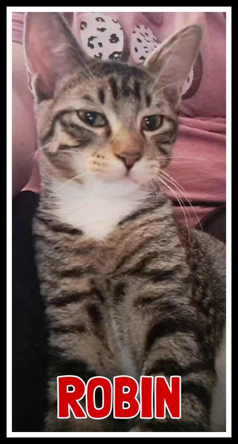 Robin, Adoptable, Young Male Domestic Short Hair.