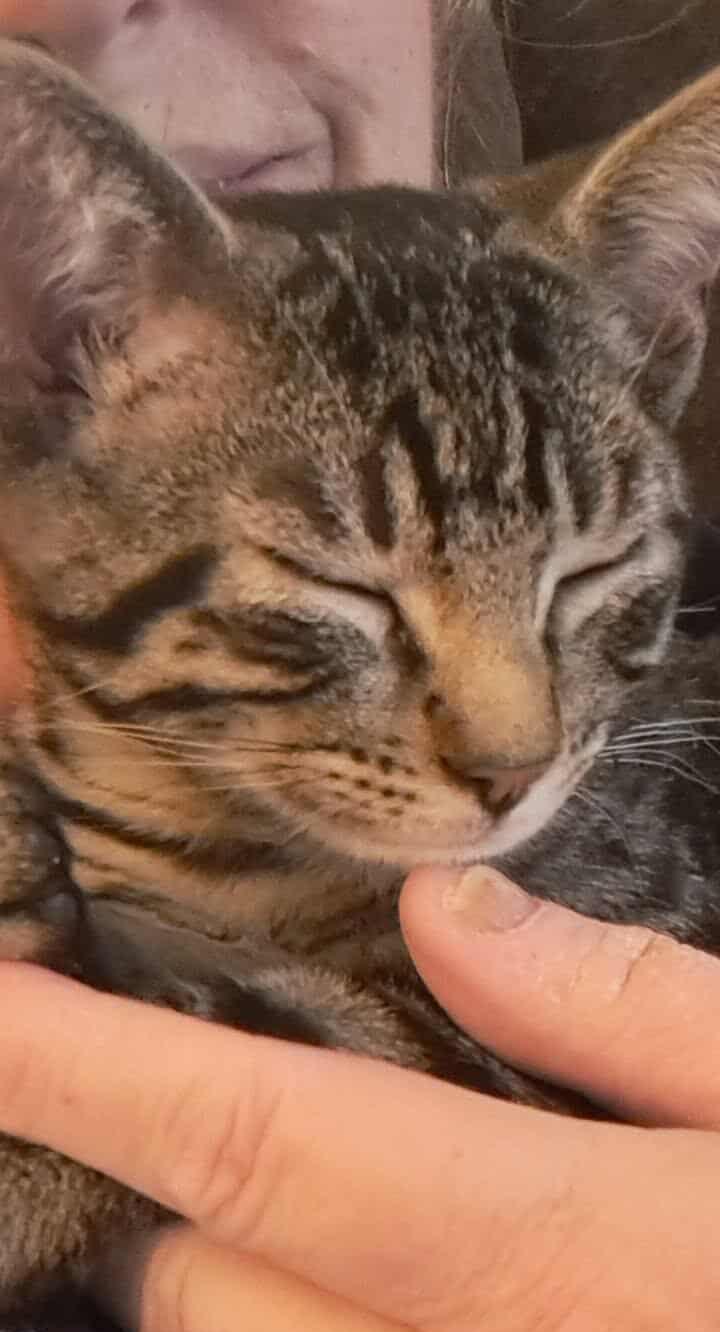 Enlarge Robin, a Adoptable Domestic Short Hair in Valley City, ND image 3/5
