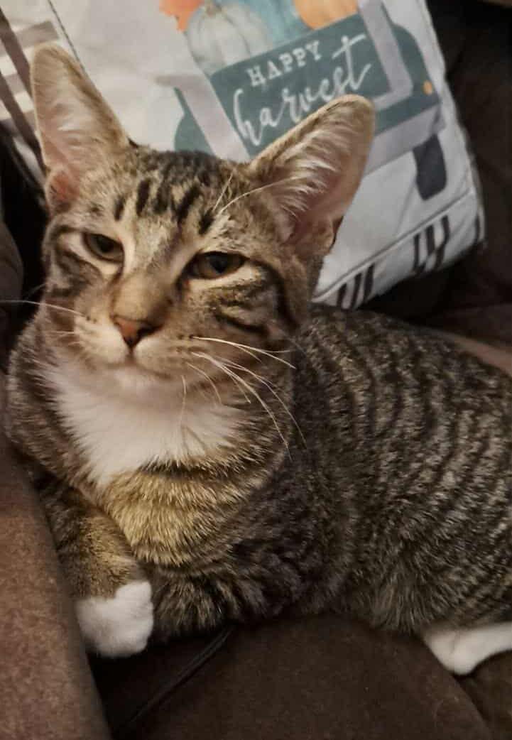 Enlarge Robin, a Adoptable Domestic Short Hair in Valley City, ND image 5/5