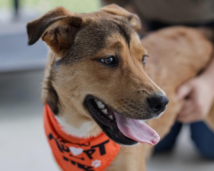 COCO, Adoptable, Young Female German Shepherd Dog & Mixed Breed.