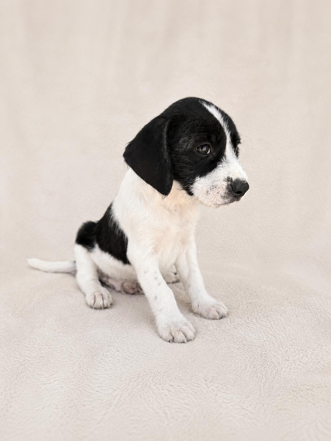 Noah, a Adoptable mixed breed in Baton Rouge, LA image 2/2
