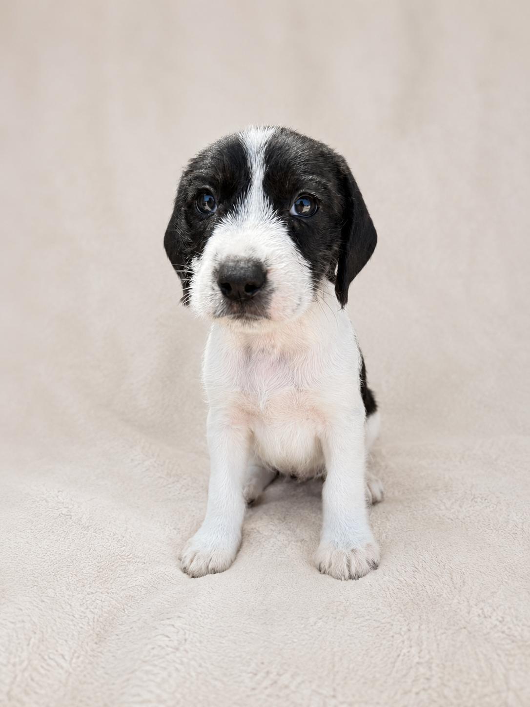 Noah, a Adoptable mixed breed in Baton Rouge, LA image 1/2