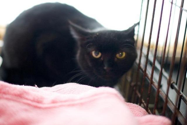 Sabrina (Sponsored), Adoptable, Senior Female Domestic Short Hair.