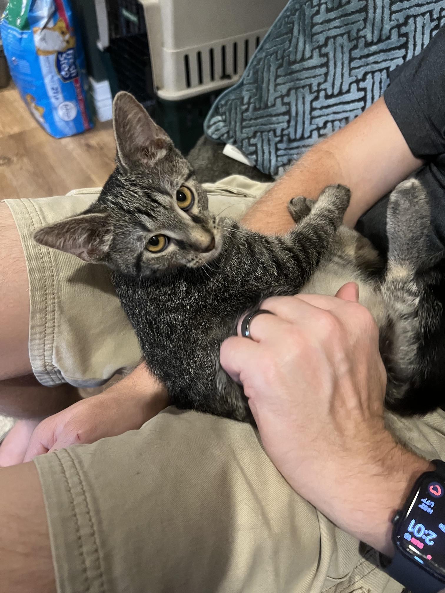 Enlarge Skylar, a Adoptable Domestic Short Hair in Louisville, KY image 1/4