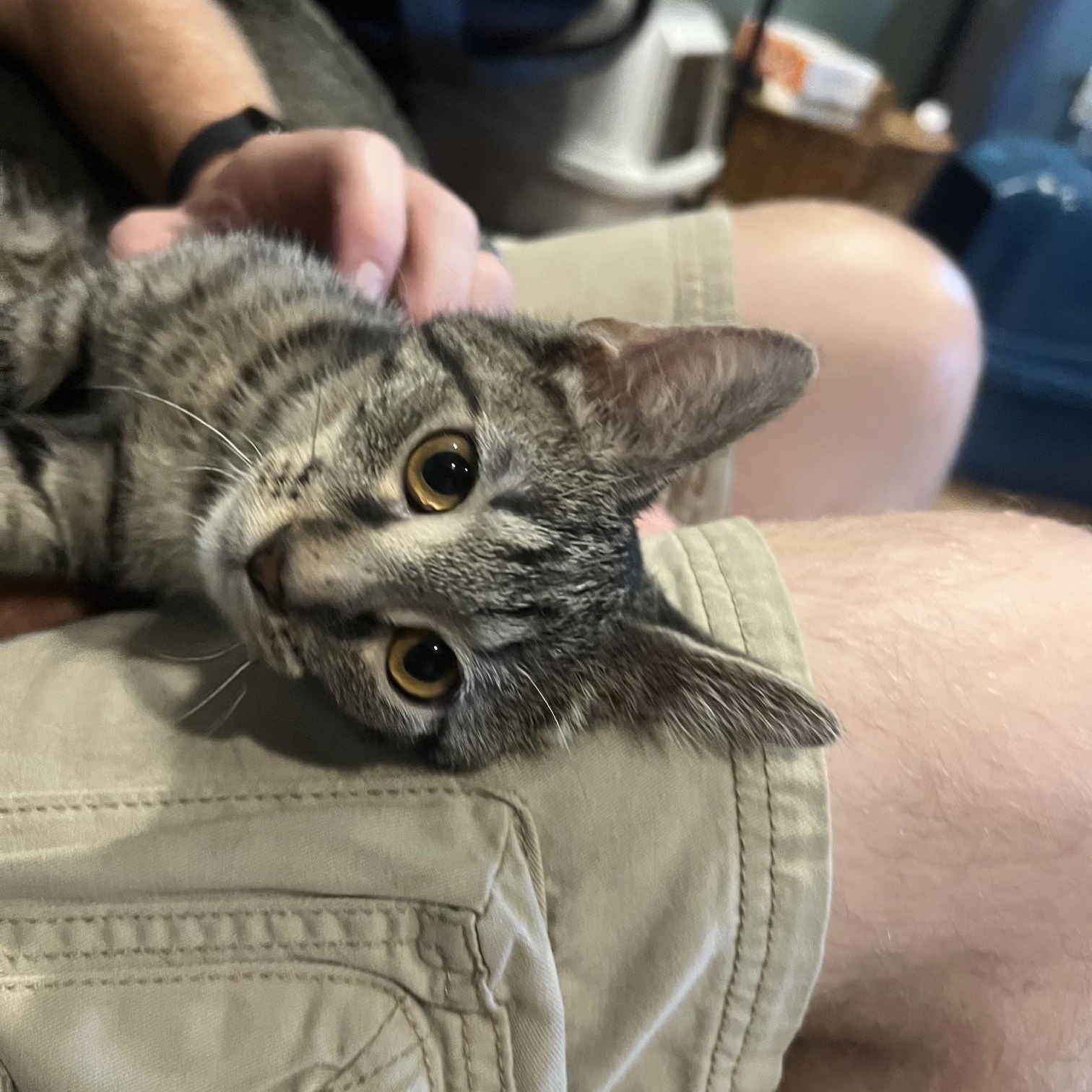 Enlarge Skylar, a Adoptable Domestic Short Hair in Louisville, KY image 2/4