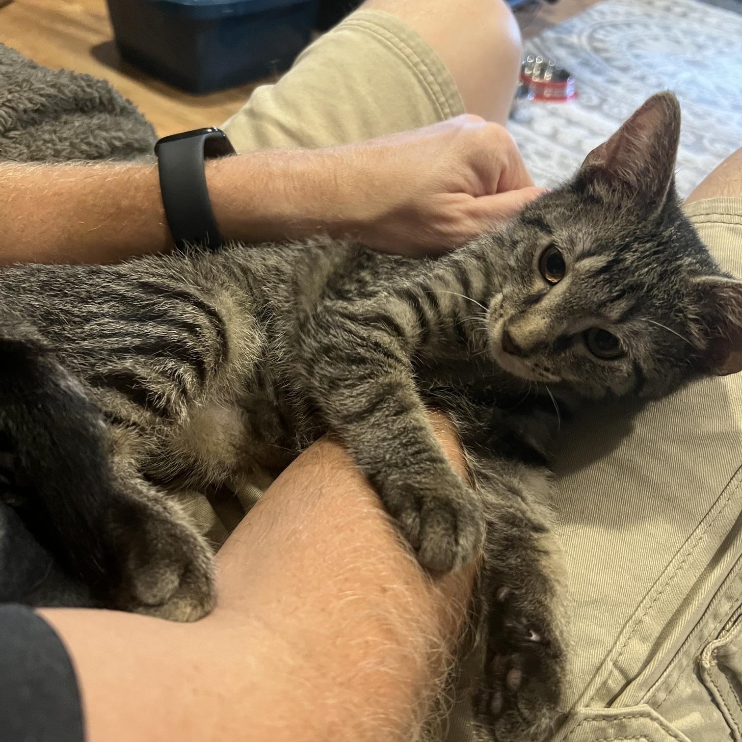 Enlarge Skylar, a Adoptable Domestic Short Hair in Louisville, KY image 3/4