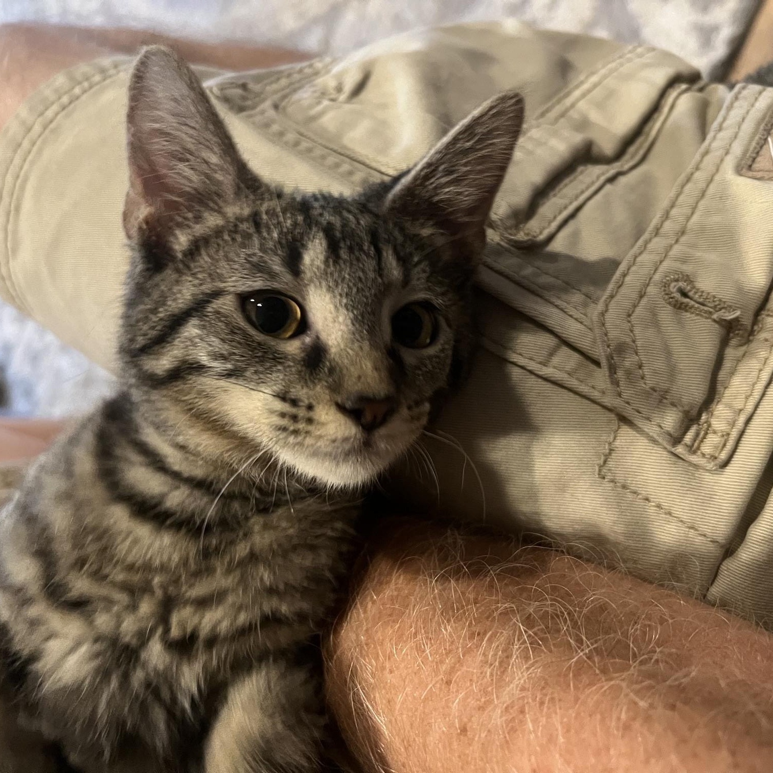 Enlarge Skylar, a Adoptable Domestic Short Hair in Louisville, KY image 4/4