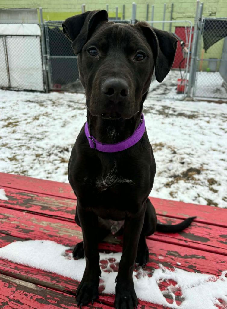Enlarge Yuji, a Adoptable mixed breed in Warren, MI image 1/6
