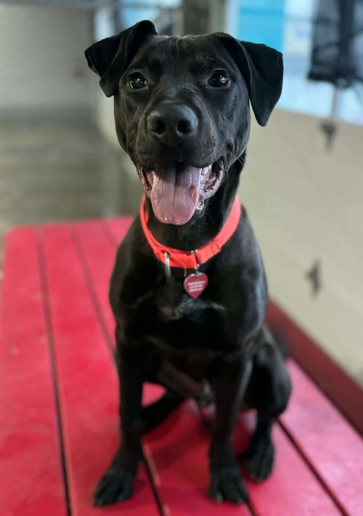 Enlarge Yuji, a Adoptable mixed breed in Warren, MI image 2/6