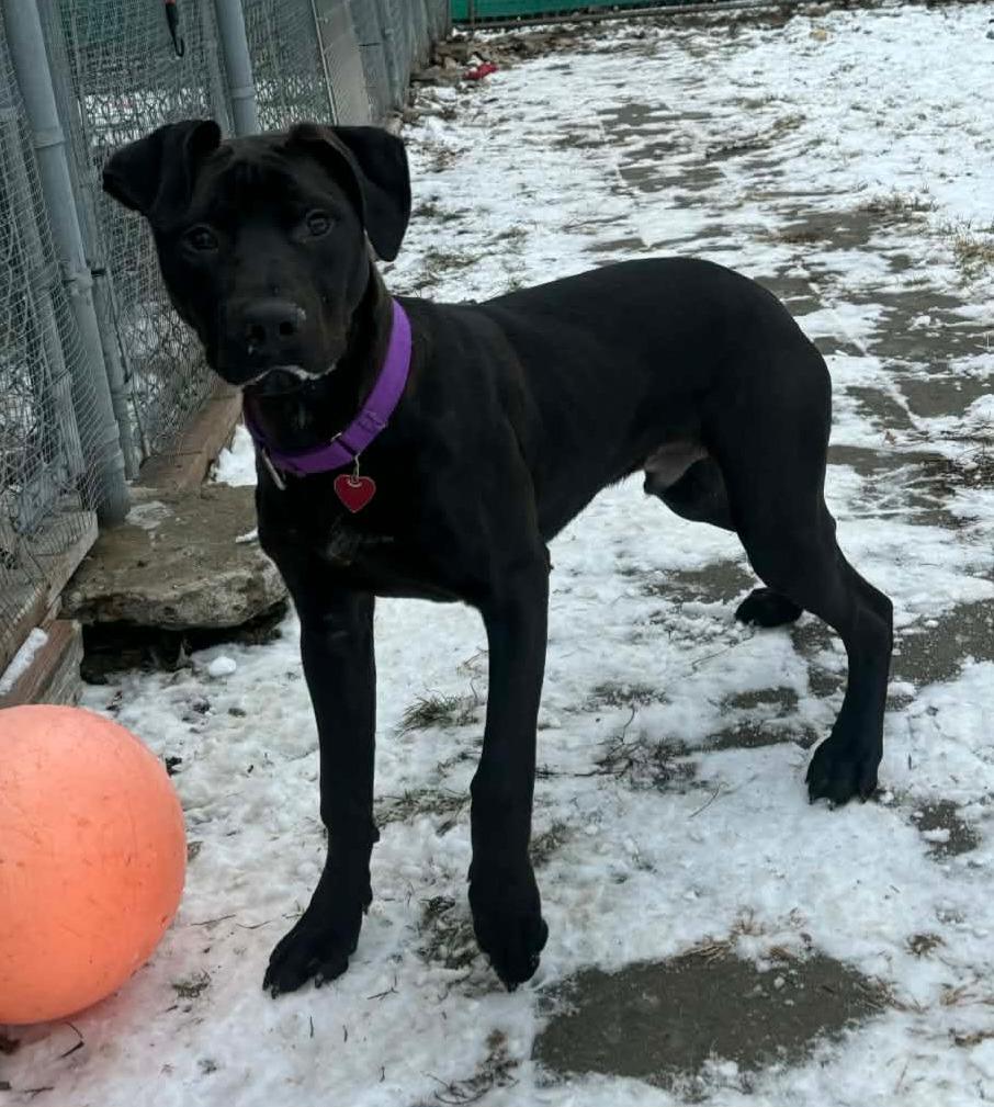 Enlarge Yuji, a Adoptable mixed breed in Warren, MI image 3/6