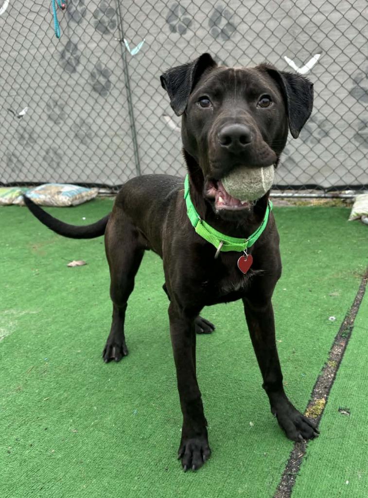 Enlarge Yuji, a Adoptable mixed breed in Warren, MI image 6/6