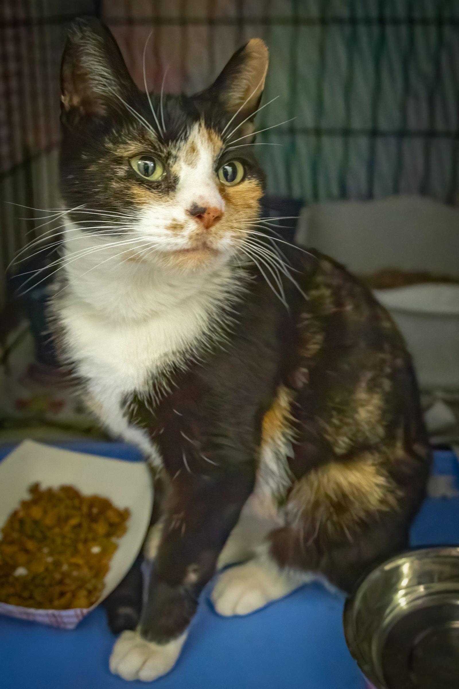 Angel (FCID# 03/04/2026 - 43 Brandywine PS), Adopted, Young Female Calico & Tuxedo.