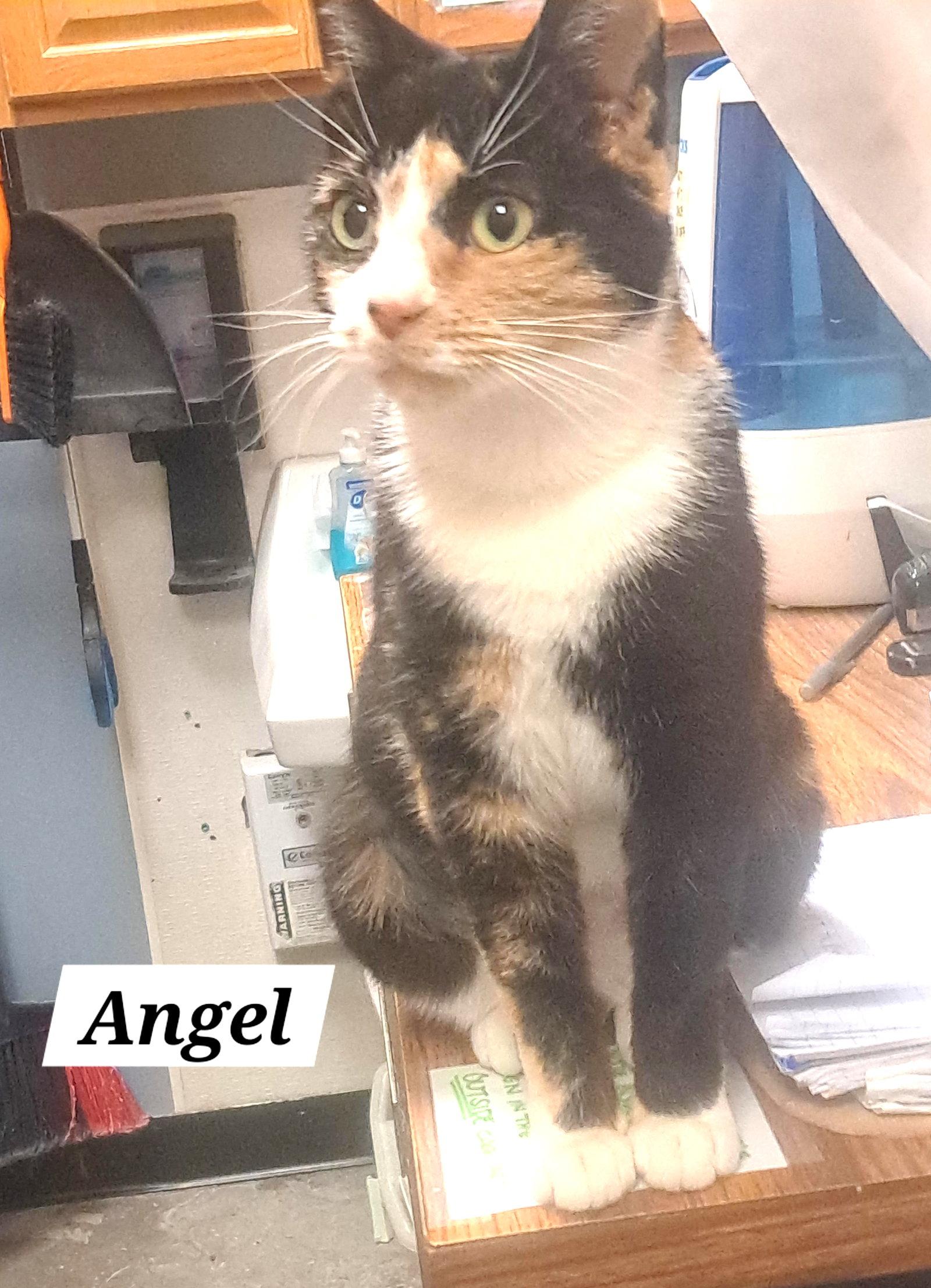 Enlarge Angel (FCID# 03/04/2026 - 43 Brandywine PS), a Adopted mixed breed in Greenville, DE image 2/3