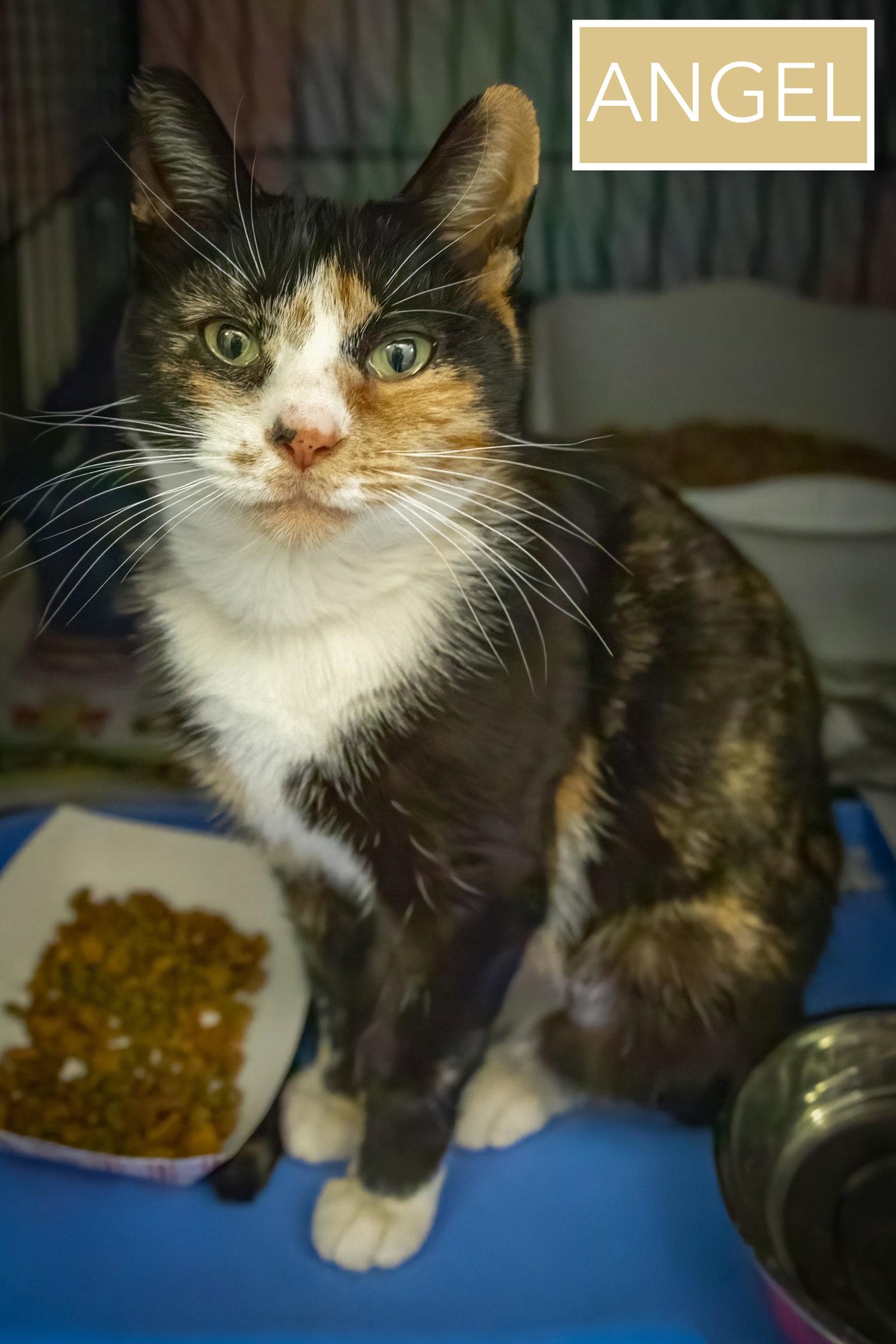 Enlarge Angel (FCID# 03/04/2026 - 43 Brandywine PS), a Adopted mixed breed in Greenville, DE image 3/3