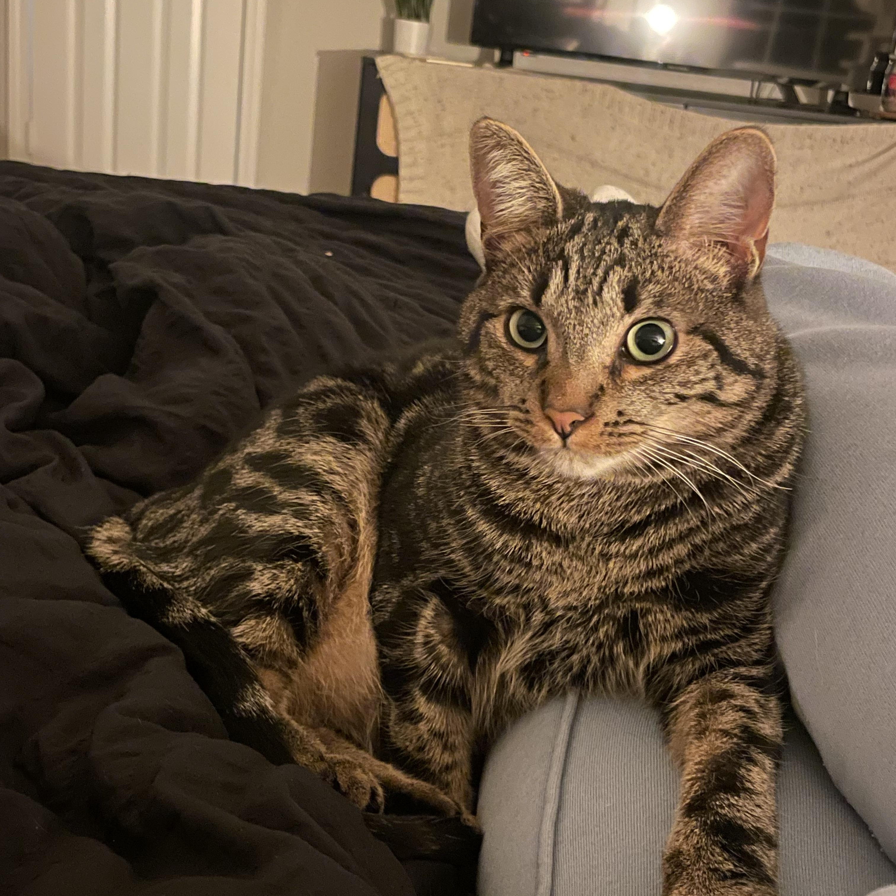 Enlarge Ollie, a Adoptable Tabby in Monroe, NC image 1/5