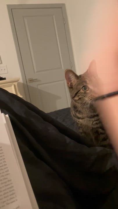 Enlarge Ollie, a Adoptable Tabby in Monroe, NC video 5/5