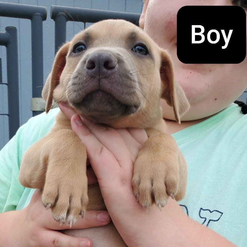 Shelton, an adopted Boxer & Doberman Pinscher Mix in Albany, NY_image-1