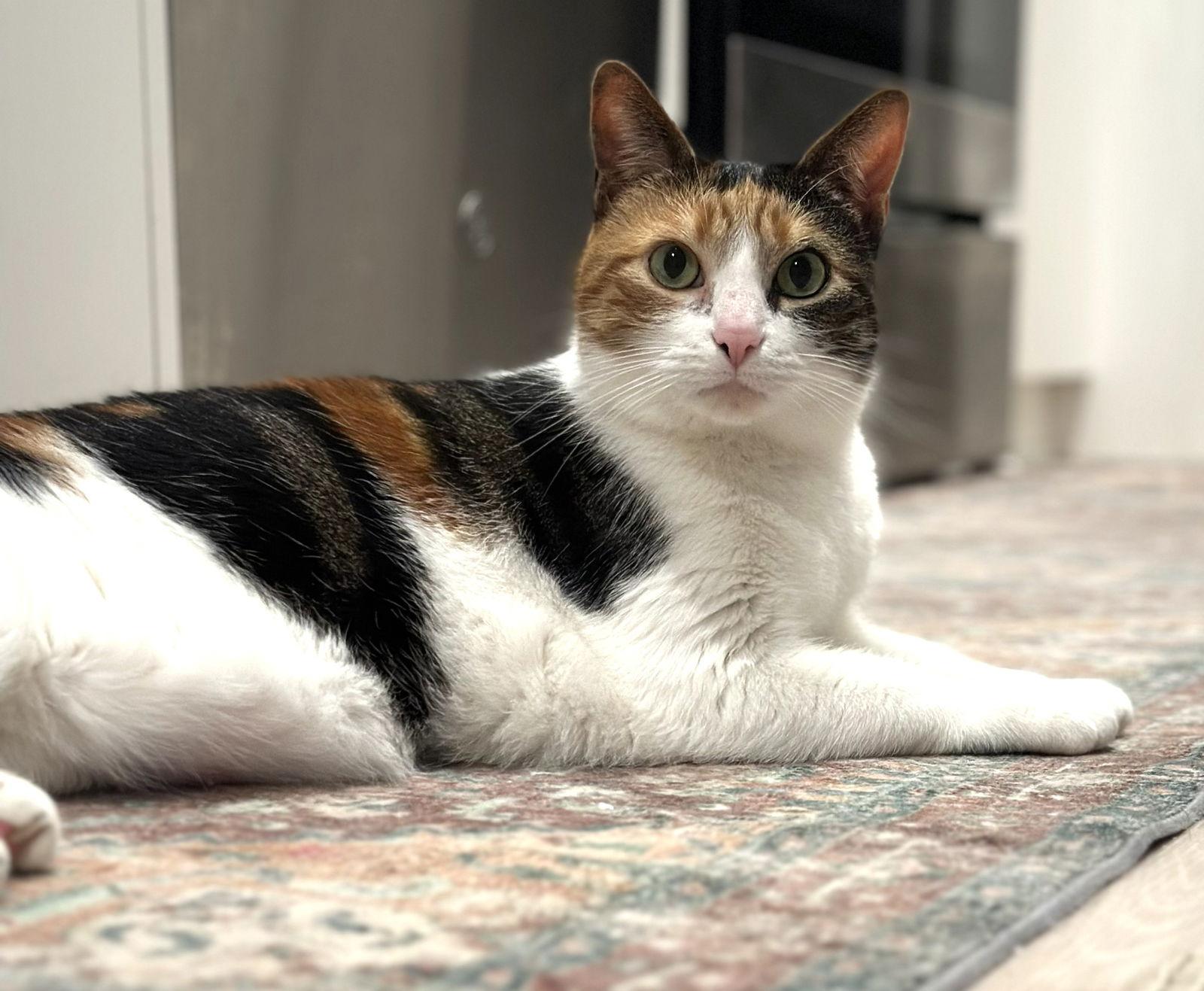 Pebbles, Adoptable, Adult Female Domestic Short Hair & Calico.