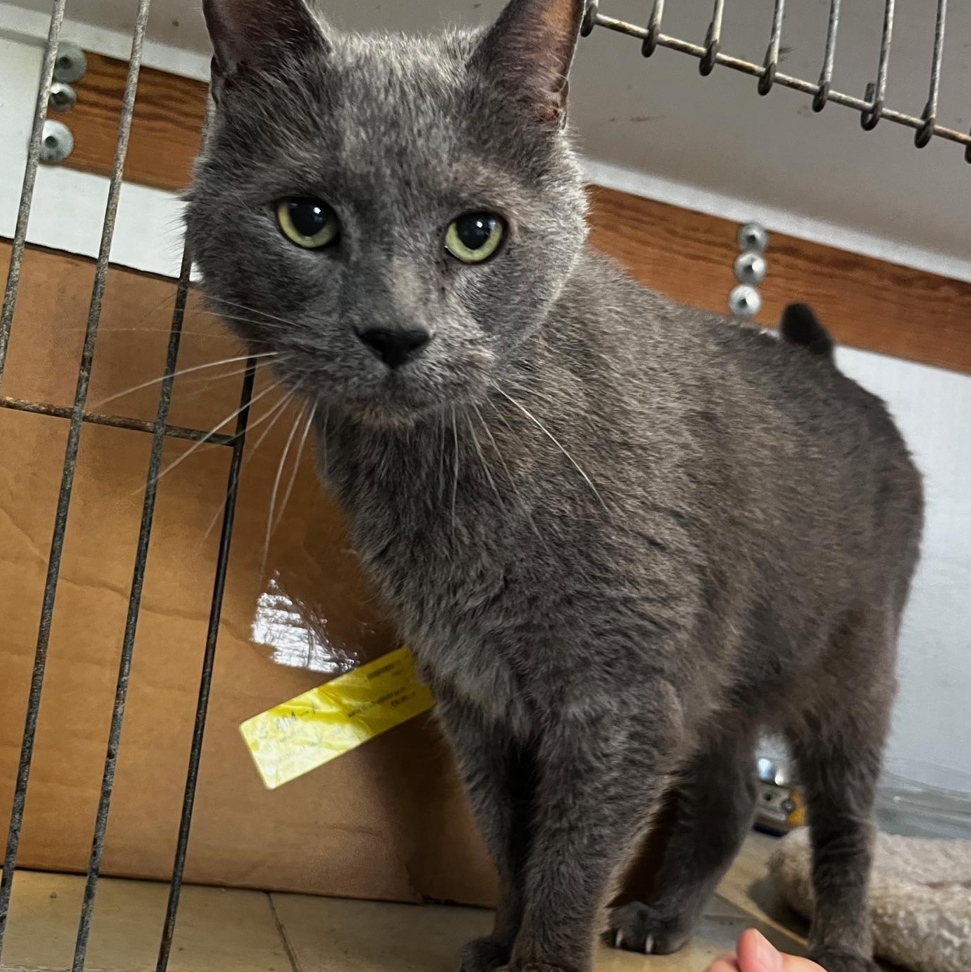 Rory, ADOPTABLE, Senior Male Domestic Medium Hair.