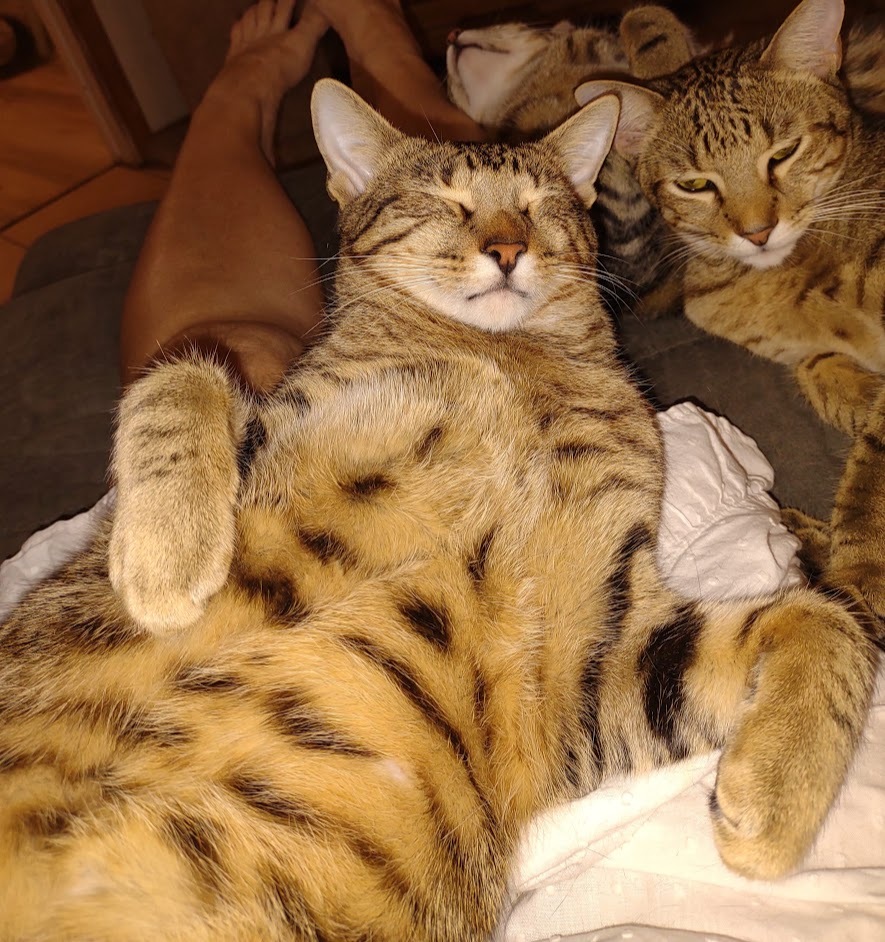 Harry, a Adoptable mixed breed in Simms, TX image 1/6