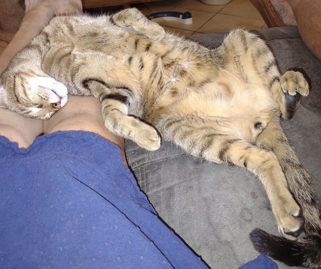 Harry, a Adoptable mixed breed in Simms, TX image 3/6