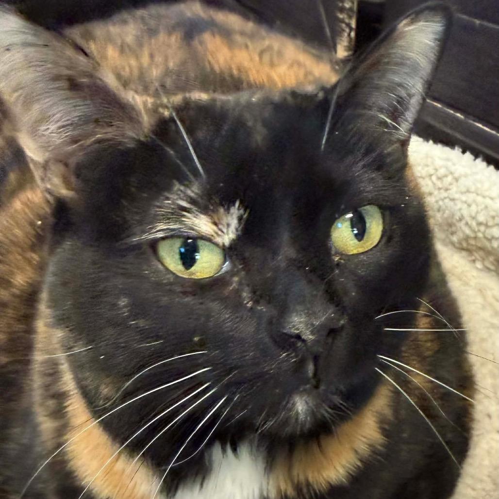 Enlarge Lily, a Adoptable Domestic Short Hair in Brevard, NC image 1/4