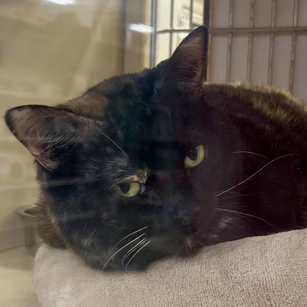 Lily, Adoptable, Senior Female Domestic Short Hair.