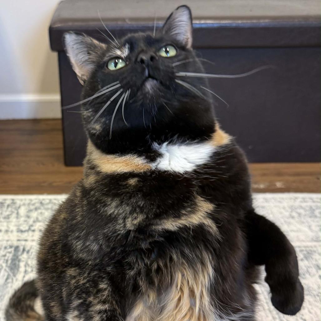 Enlarge Lily, a Adoptable Domestic Short Hair in Brevard, NC image 3/4