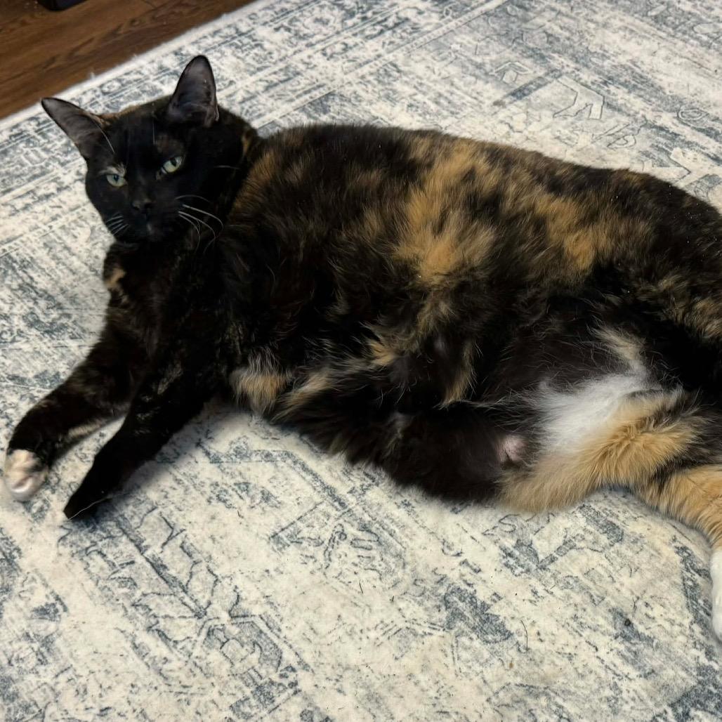 Enlarge Lily, a Adoptable Domestic Short Hair in Brevard, NC image 4/4